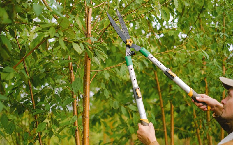 Tree trimming in Temple City, CA